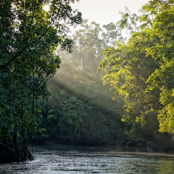 trees by the amazon river