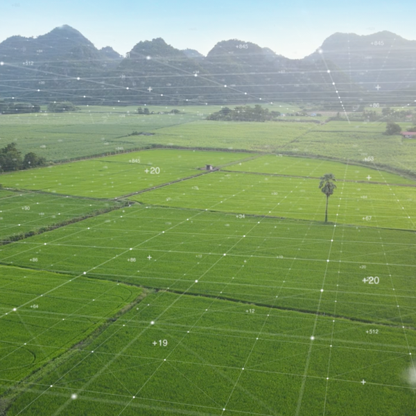 Imagem de planta&ccedil;&atilde;o vista por drone