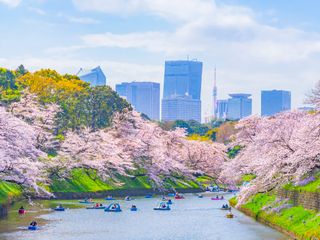  cherryblossoms_inJapan