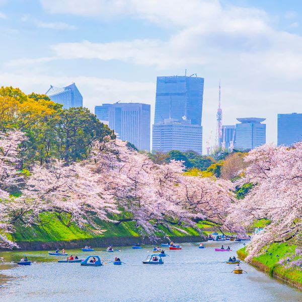  cherryblossoms_inJapan