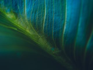 Close-up of a green leaf with blue tones and visible veins