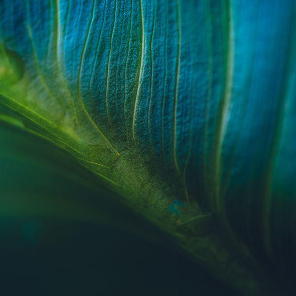 Close-up of a green leaf with blue tones and visible veins