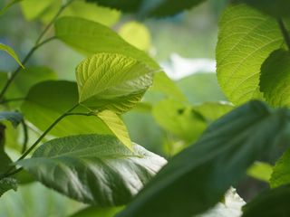 Close-up of fresh green leaves illuminated by natural sunlight