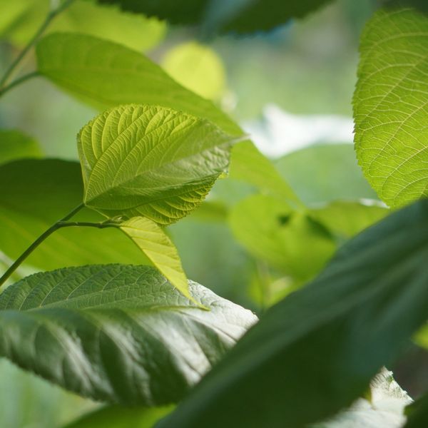 Close-up of fresh green leaves illuminated by natural sunlight